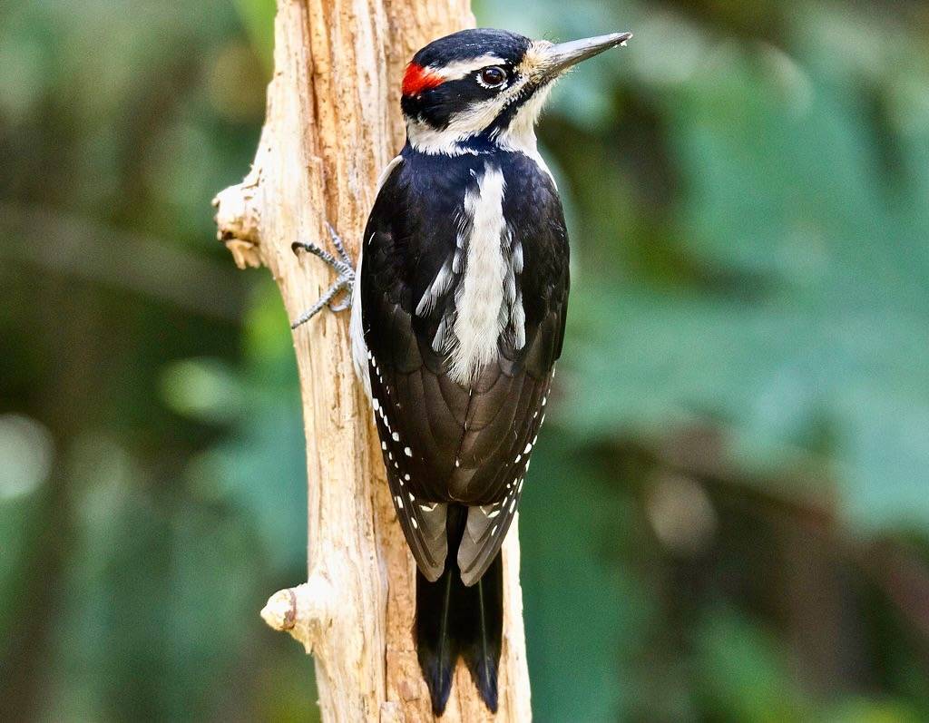 Hairy Woodpecker by jerrygabby1 is licensed under CC BY-NC 2.0